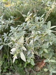 Marrubium peregrinum