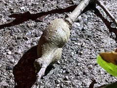 Callirhytis quercussuttoni