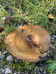 Agaricus augustus