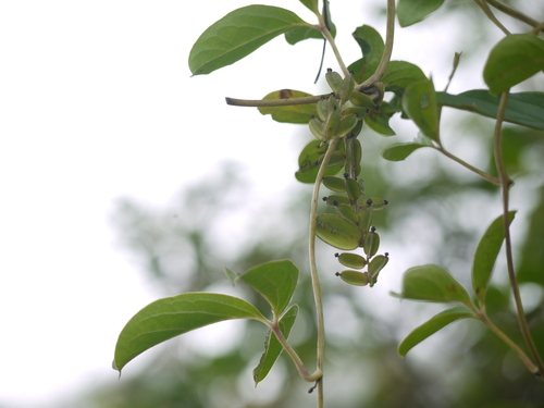 Dioscorea pentaphylla