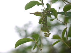 Dioscorea pentaphylla