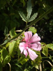 Althaea cannabina