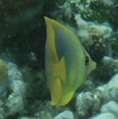 Chaetodon aureofasciatus