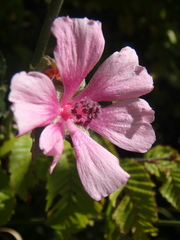 Althaea cannabina