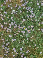 Brachyscome multifida