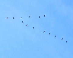 Threskiornis spinicollis