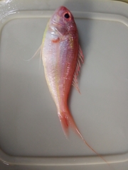 Nemipterus japonicus