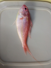 Nemipterus japonicus