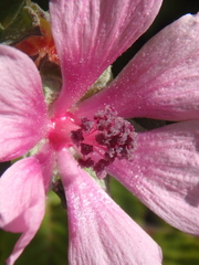 Althaea cannabina