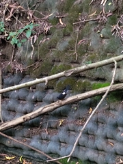 Copsychus malabaricus
