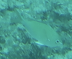 Chromis atripectoralis