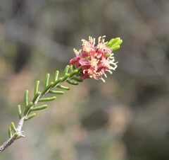 Passerina obtusifolia