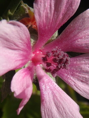 Althaea cannabina