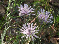 Petrophile linearis