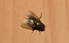 Eudasyphora cyanella