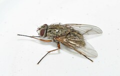 Phaonia mediterranea