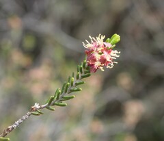Passerina obtusifolia