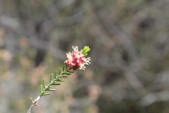 Passerina obtusifolia