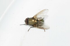 Eudasyphora cyanella