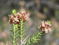Passerina obtusifolia