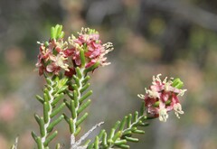 Passerina obtusifolia