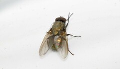 Eudasyphora cyanella