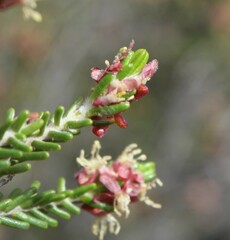 Passerina obtusifolia