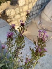 Centranthus longiflorus