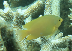 Pomacentrus moluccensis