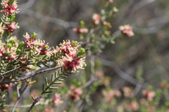 Passerina obtusifolia