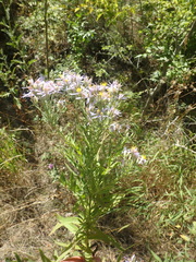 Galatella sedifolia
