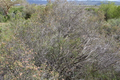 Passerina obtusifolia