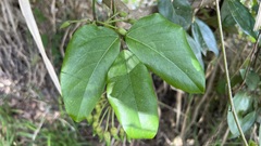 Mucuna gigantea