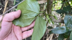 Mucuna gigantea