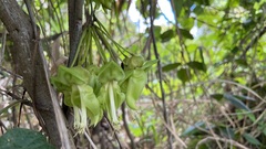 Mucuna gigantea