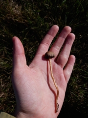 Galerina paludosa