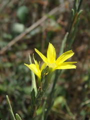 Lactuca viminea