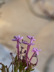 Centranthus longiflorus