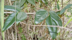 Mucuna gigantea