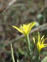 Lactuca viminea