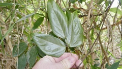 Mucuna gigantea
