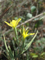 Lactuca viminea