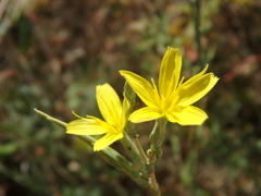 Lactuca viminea