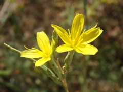 Lactuca viminea
