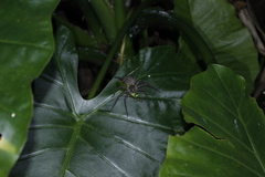 Heteropoda venatoria