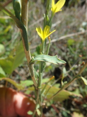Lactuca viminea