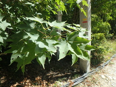 Acer