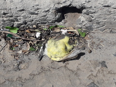 Pitangus sulphuratus