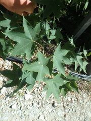 Acer