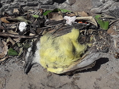 Pitangus sulphuratus